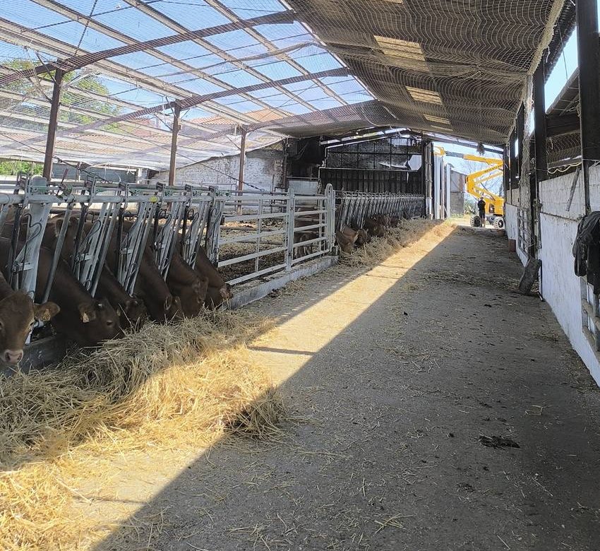 Filet tendu sur toute la longueur d’une stabulation, la pose se fait bâtiment en service